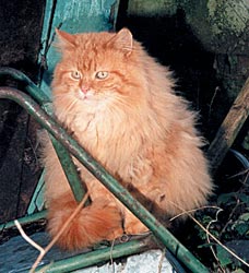 Patrick in his prime