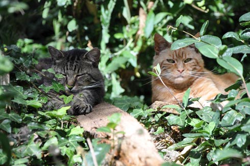 More cats lazing in the sun